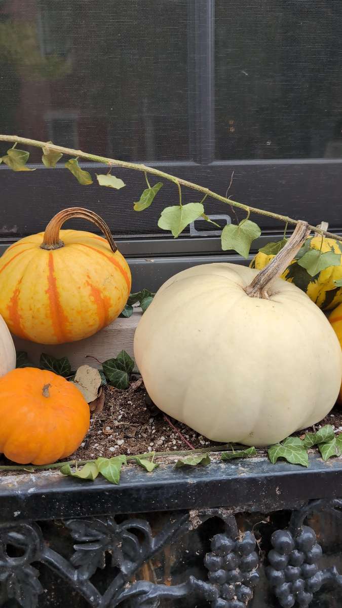 Fotografii "York Pennsylvania Scavenger Hunt"