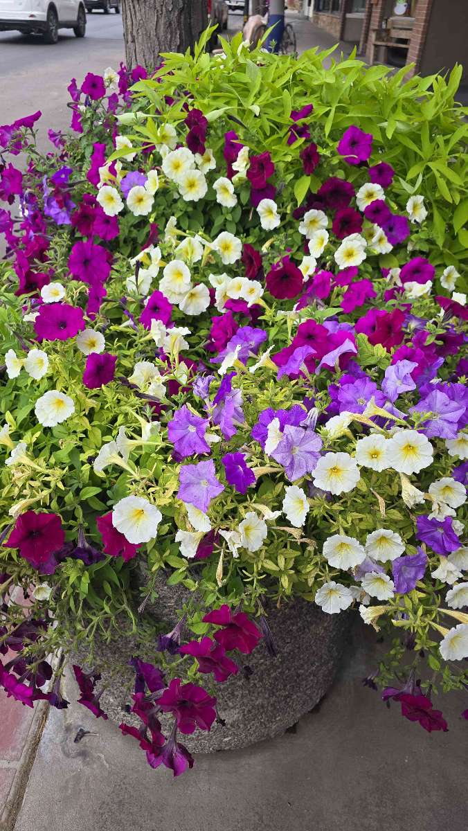 Vernal Scavenger Hunt scavenger hunt photos