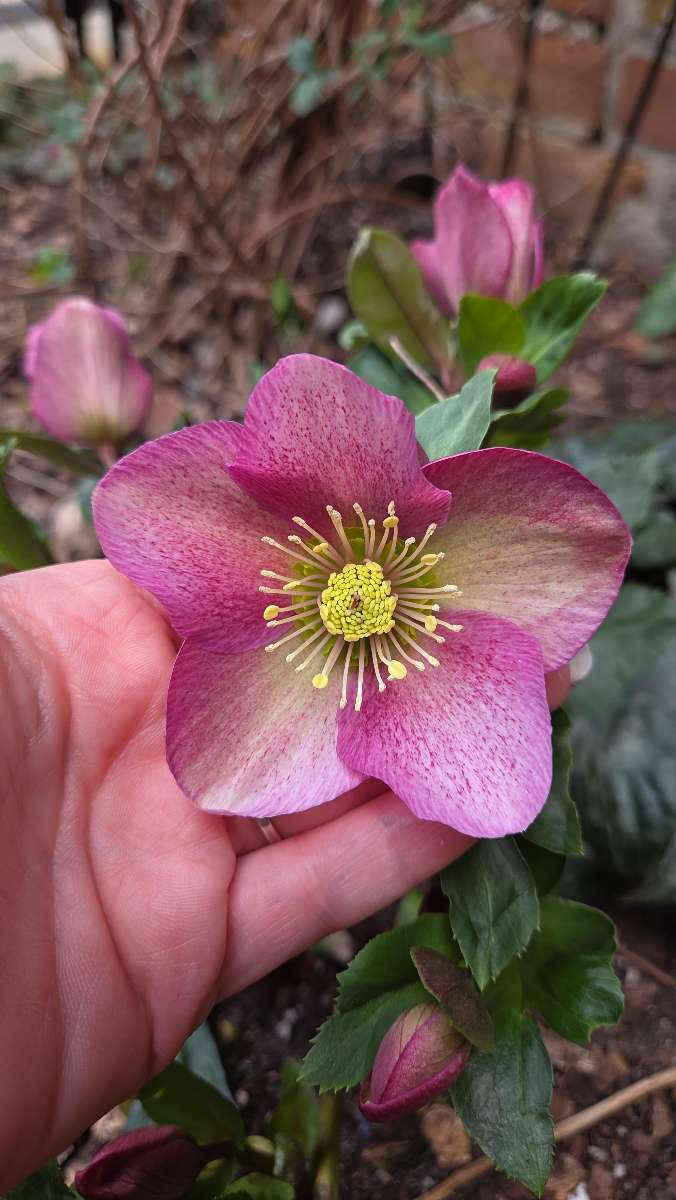 Zdj&eogon;cia z gry terenowej University of North Carolina--Wilmington