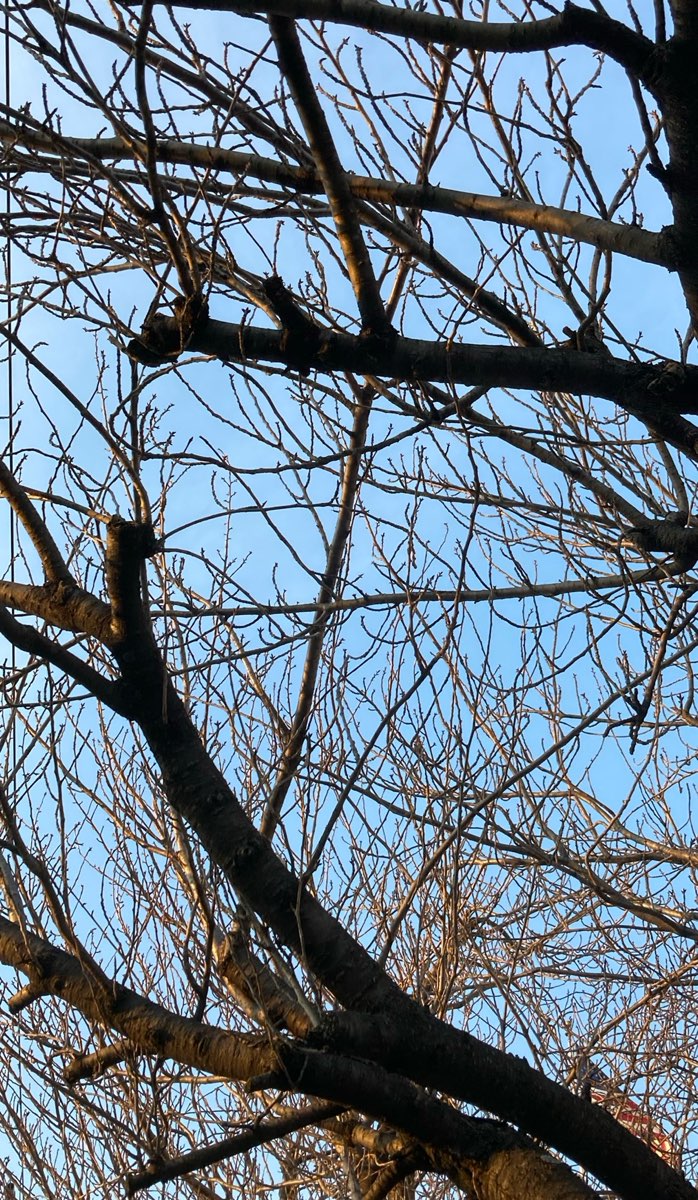 로사이드 스캐빈저 헌트 스캐빈저 헌트 사진