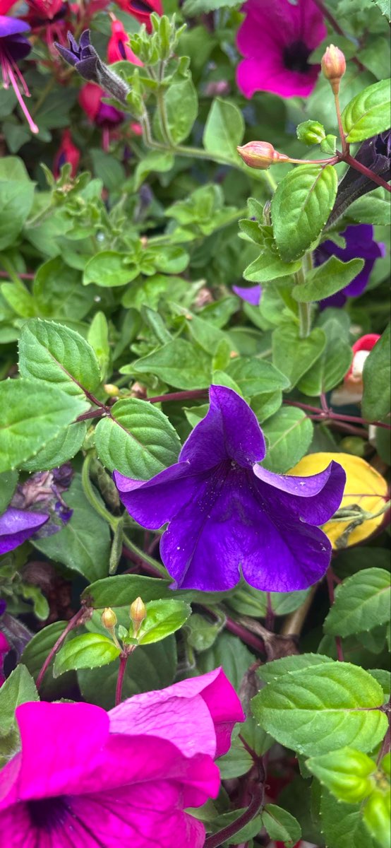 Kinsale Scavenger Hunt scavenger hunt photos