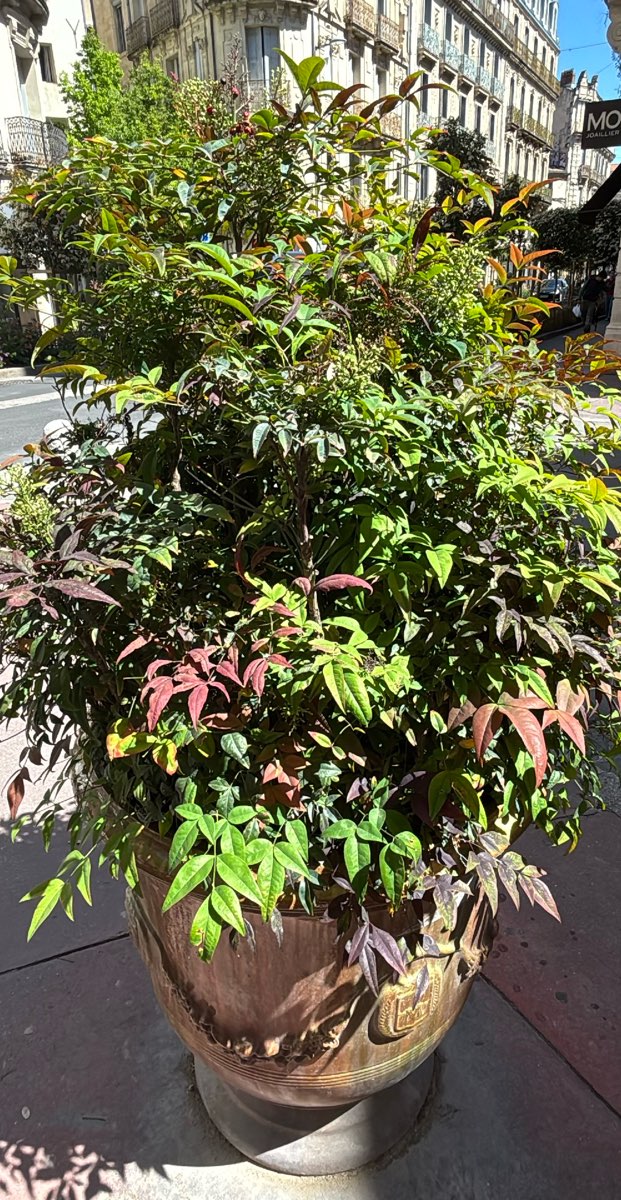 蒙彼利埃寻宝游戏寻宝游戏照片
