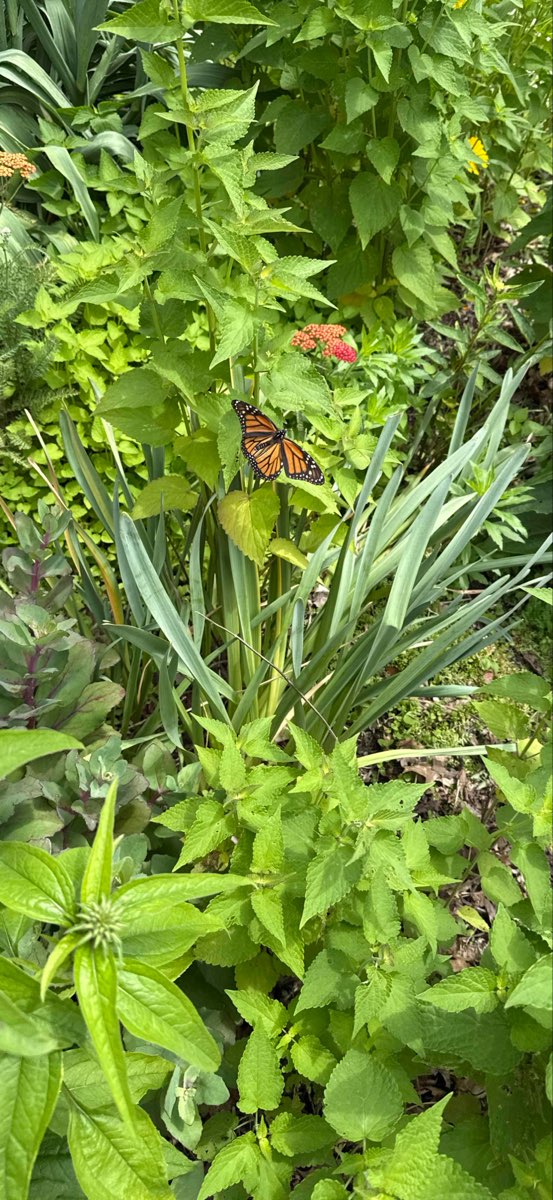 Danbury 스캐빈저 헌트 스캐빈저 헌트 사진