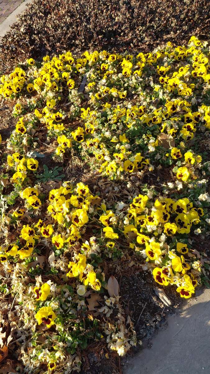 Fotos der Schnitzeljagd in Sulphur Springs