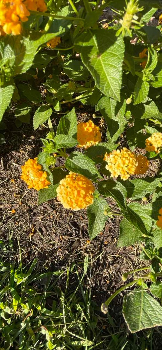 그린캐슬 스캐빈저 헌트 스캐빈저 헌트 사진