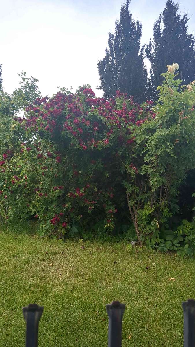 Brigham Young University Scavenger Hunt scavenger hunt photos