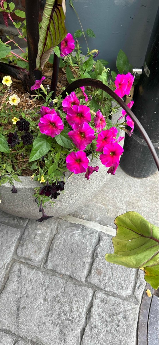 Detroit Midtown Scavenger Hunt scavenger hunt photos