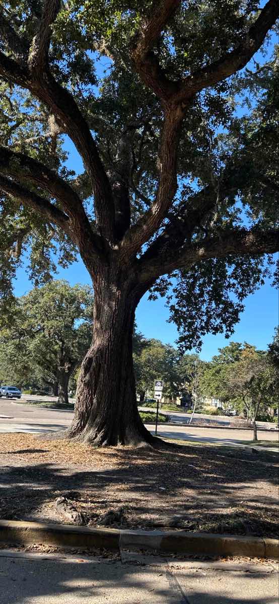 Baton Rouge Bar Crawl scavenger hunt photos