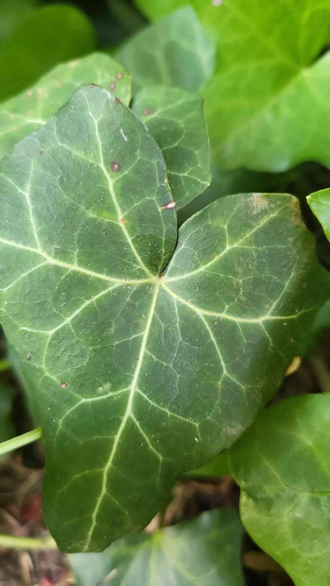 Fotografii cu vânătoarea de comori CCNY--City College Scavenger Hunt