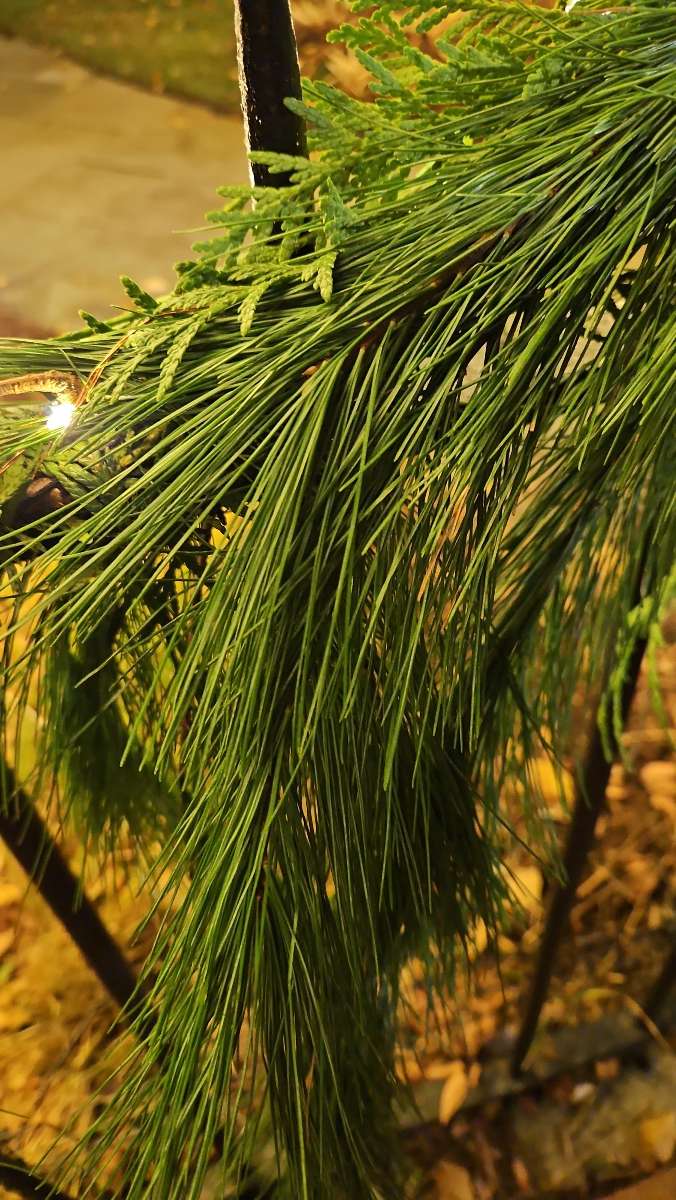 Annapolis Scavenger Hunt scavenger hunt photos