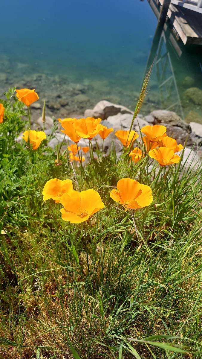 صور صيد كنوز روش هاربور