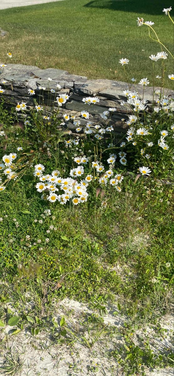 Poze cu vânătoarea de comori Dawson City