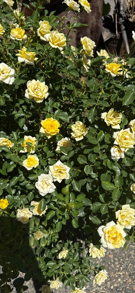 Walla Walla Scavenger Hunt scavenger hunt photos