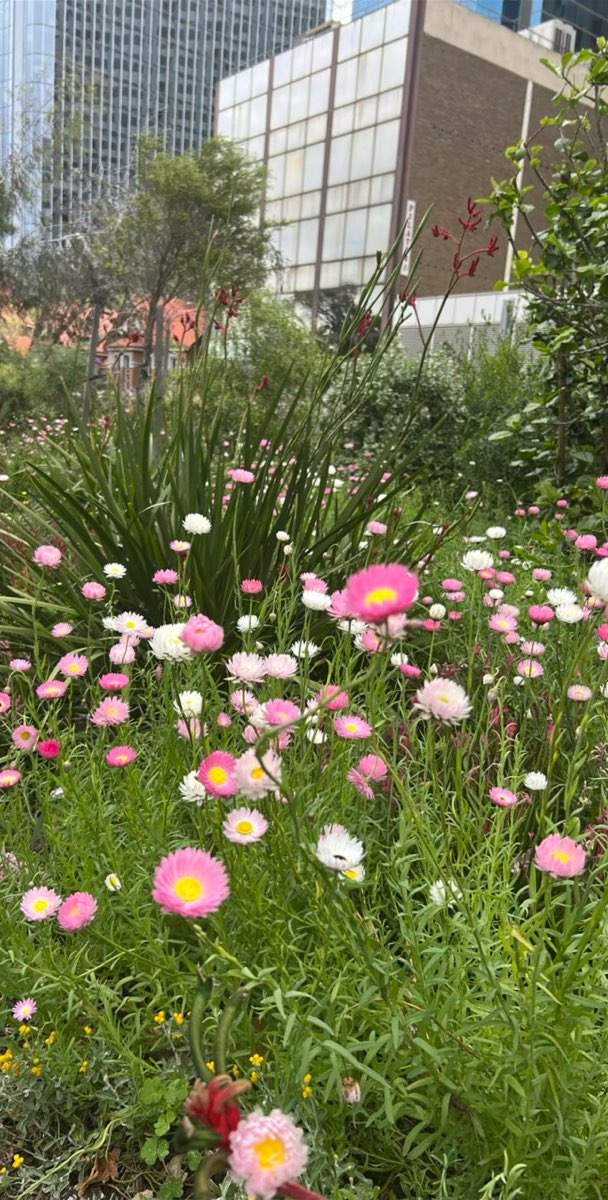 서호주 대학교 스캐빈저 헌트 스캐빈저 헌트 사진
