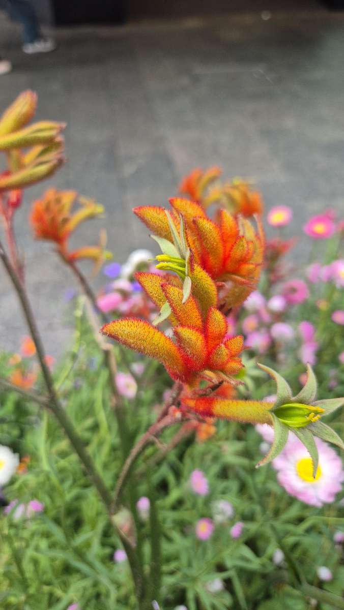 서호주 대학교 스캐빈저 헌트 스캐빈저 헌트 사진