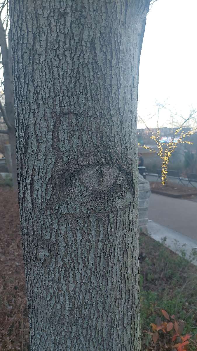 Charlotte Scavenger Hunt scavenger hunt photos