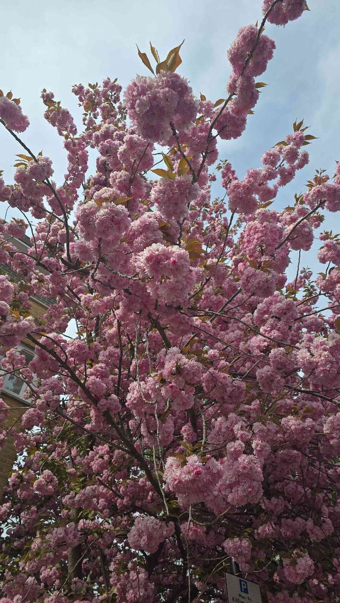 Canonbury Scavenger Hunt scavenger hunt photos