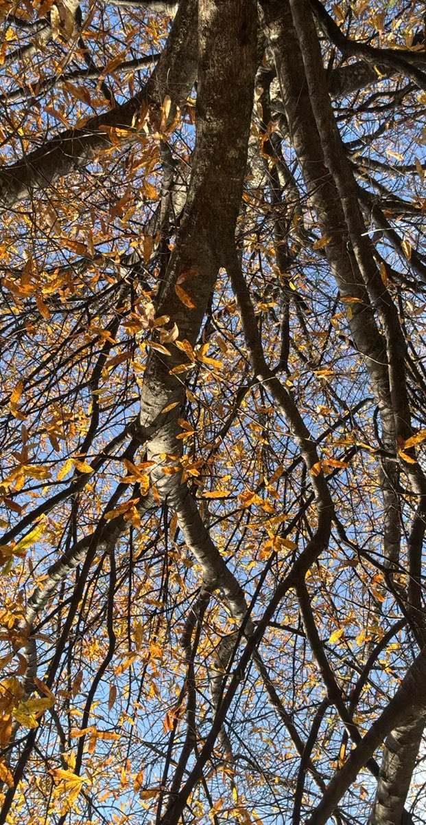 Chattanooga Downtown Scavenger Hunt scavenger hunt photos