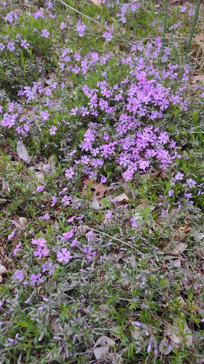 Frankfort Scavenger Hunt scavenger hunt photos