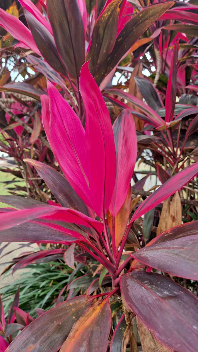 Townsville Scavenger Hunt scavenger hunt photos