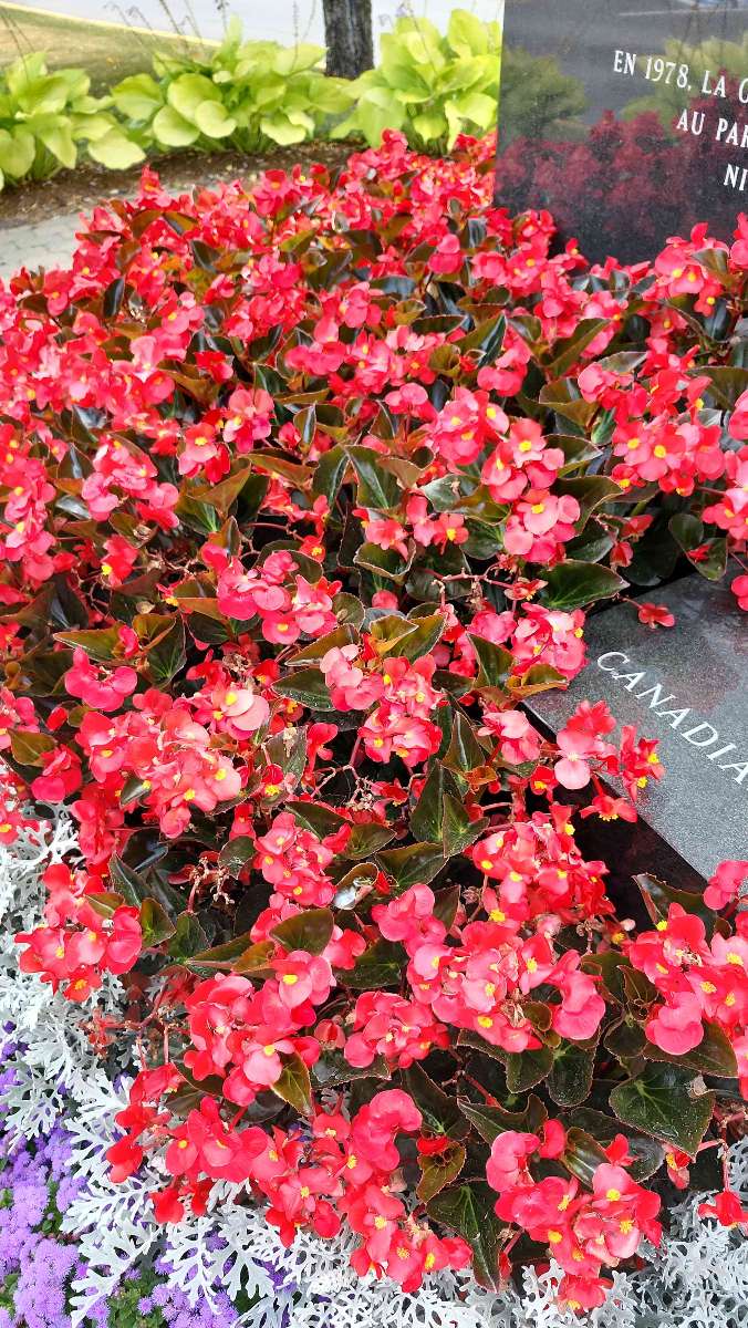 Grand Falls Scavenger Hunt scavenger hunt photos