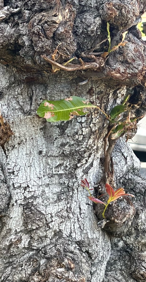 Foto della Caccia al Tesoro di South Pasadena