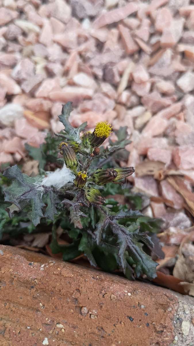 Rock Springs Scavenger Hunt scavenger hunt photos