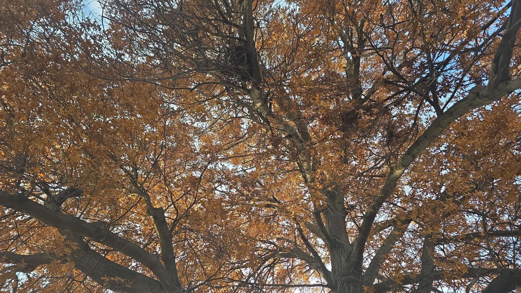 Pella Scavenger Hunt scavenger hunt photos