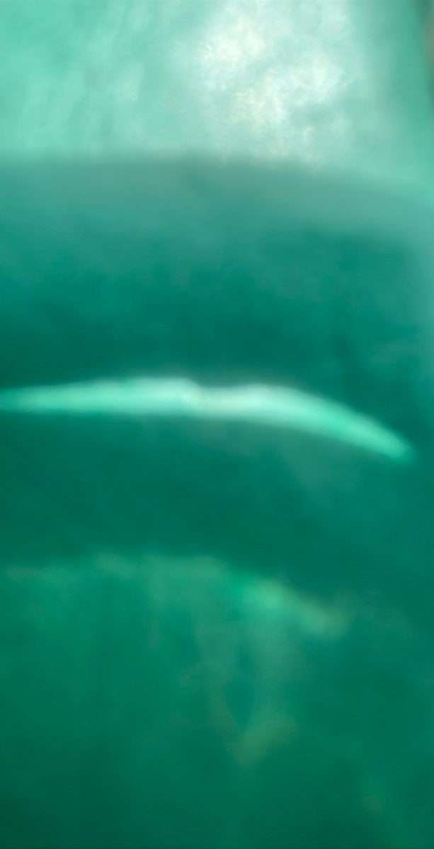 St Kilda Scavenger Hunt scavenger hunt photos