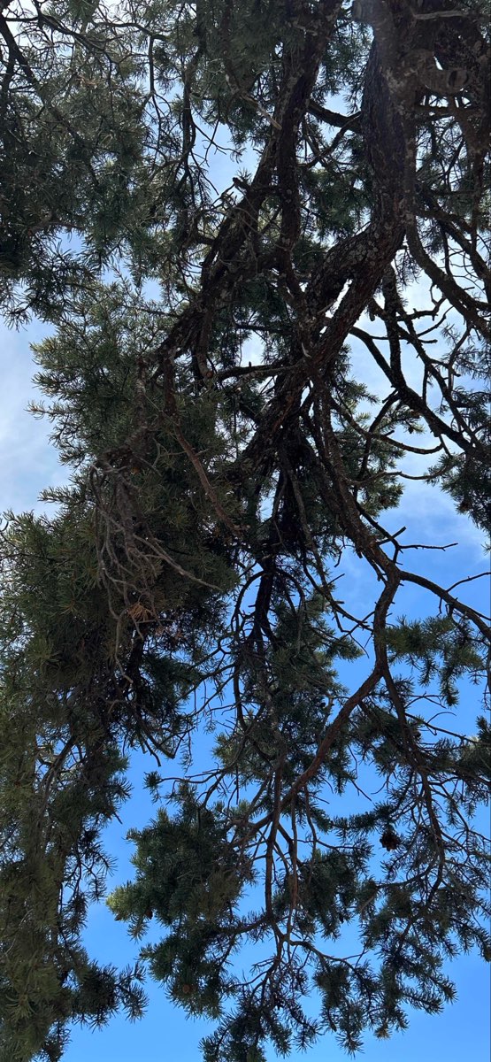 Grand Canyon Village Scavenger Hunt scavenger hunt photos