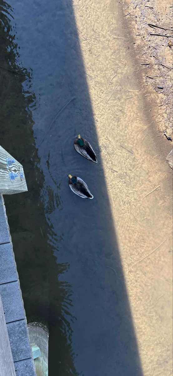 Chesapeake Beach Scavenger Hunt scavenger hunt photos