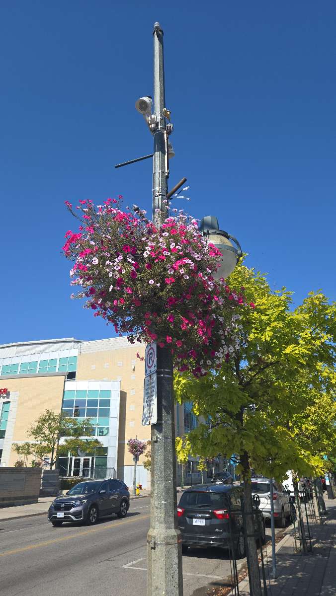 London Ontario Scavenger Hunt scavenger hunt photos