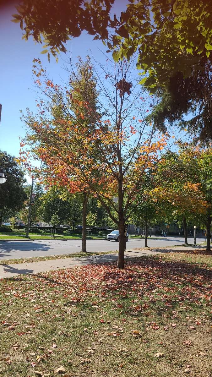 London Ontario Scavenger Hunt scavenger hunt photos