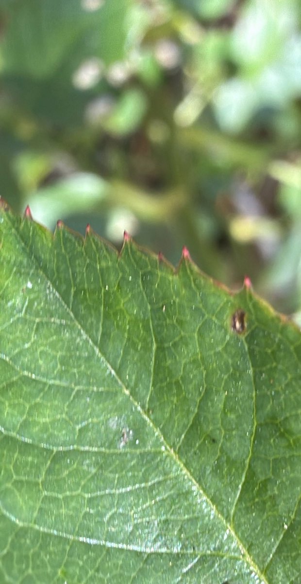 Fotos da caça ao tesouro Echuca Scavenger Hunt