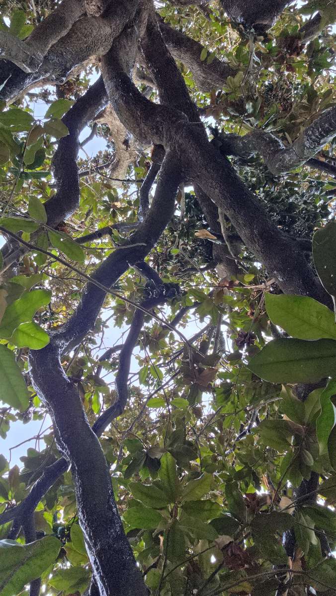 Nashville Tennessee Centennial Park Scavenger Hunt scavenger hunt photos