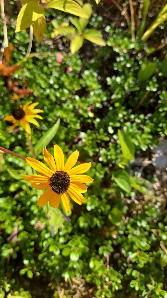 Huntsville Ontario Scavenger Hunt scavenger hunt photos