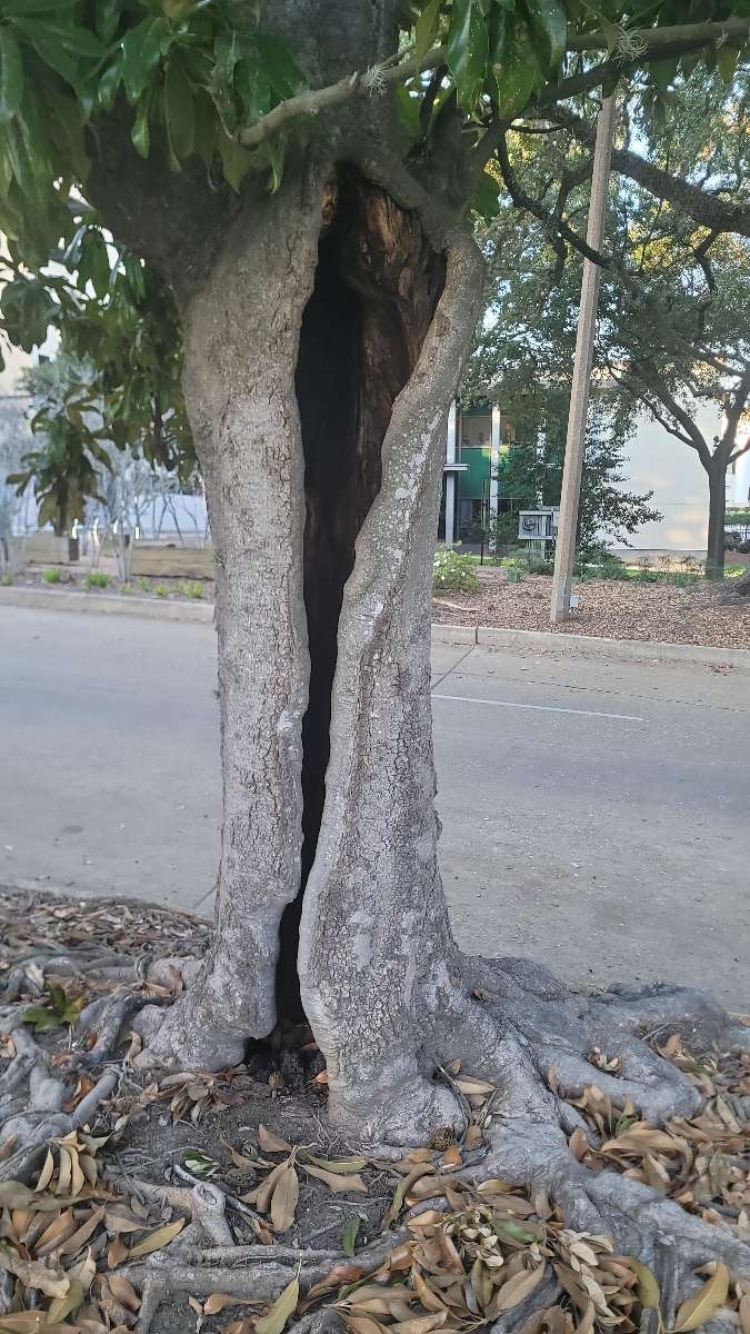 Louisiana State University Skattjakt skattjaktsfoton