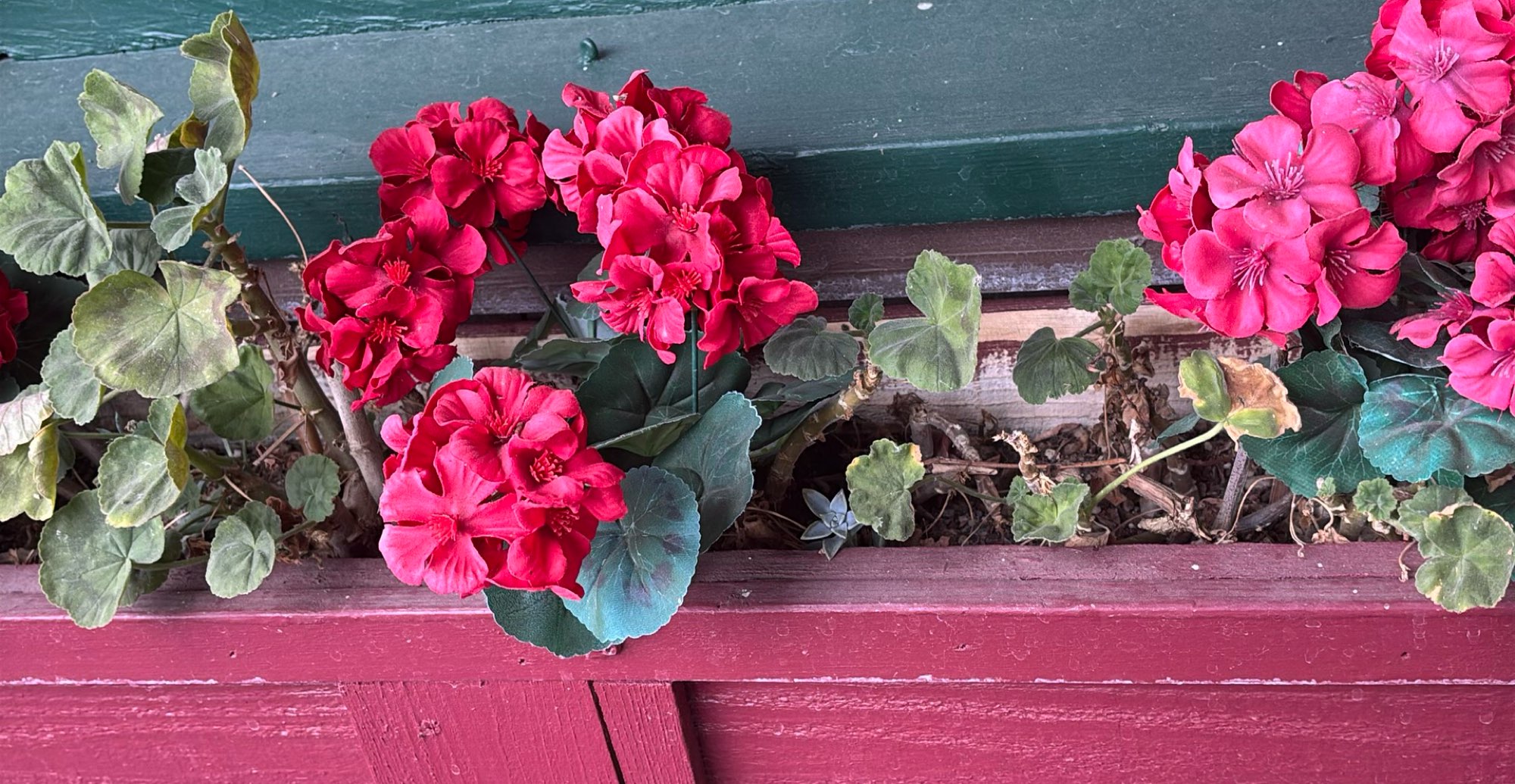 サンタ・ポーラ・スカベンジャー・ハントのスカベンジャー・ハント写真