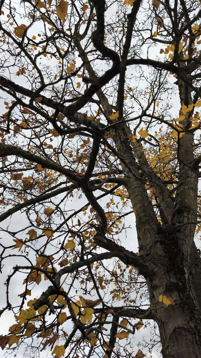 우드홀 스파 스캐빈저 헌트 스캐빈저 헌트 사진