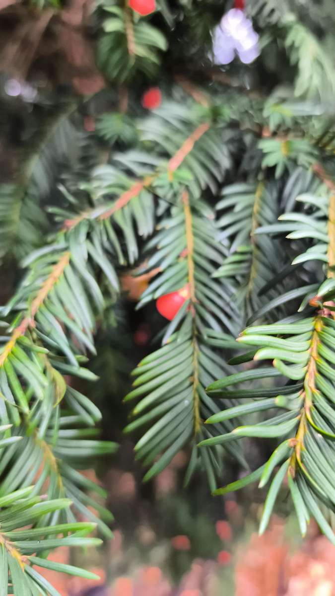 우드홀 스파 스캐빈저 헌트 스캐빈저 헌트 사진