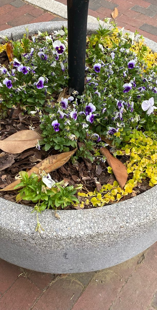 תמונות של החיפוש אחר המטמון בצ'פל היל