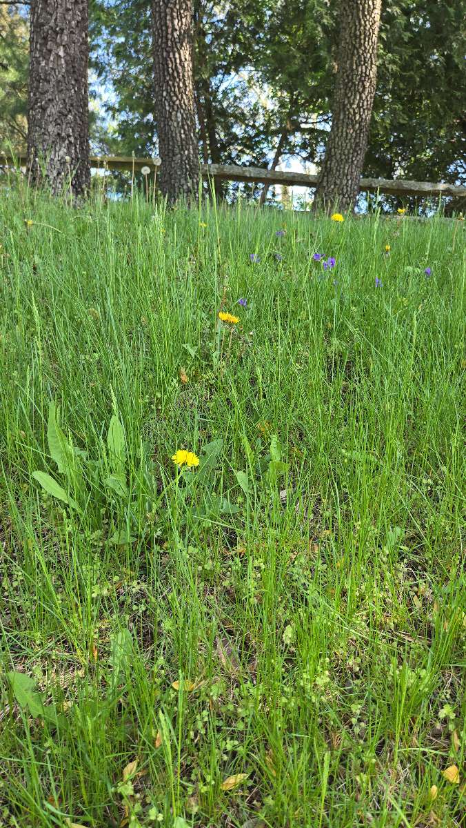 صور مطاردة كنز سويدسبورو