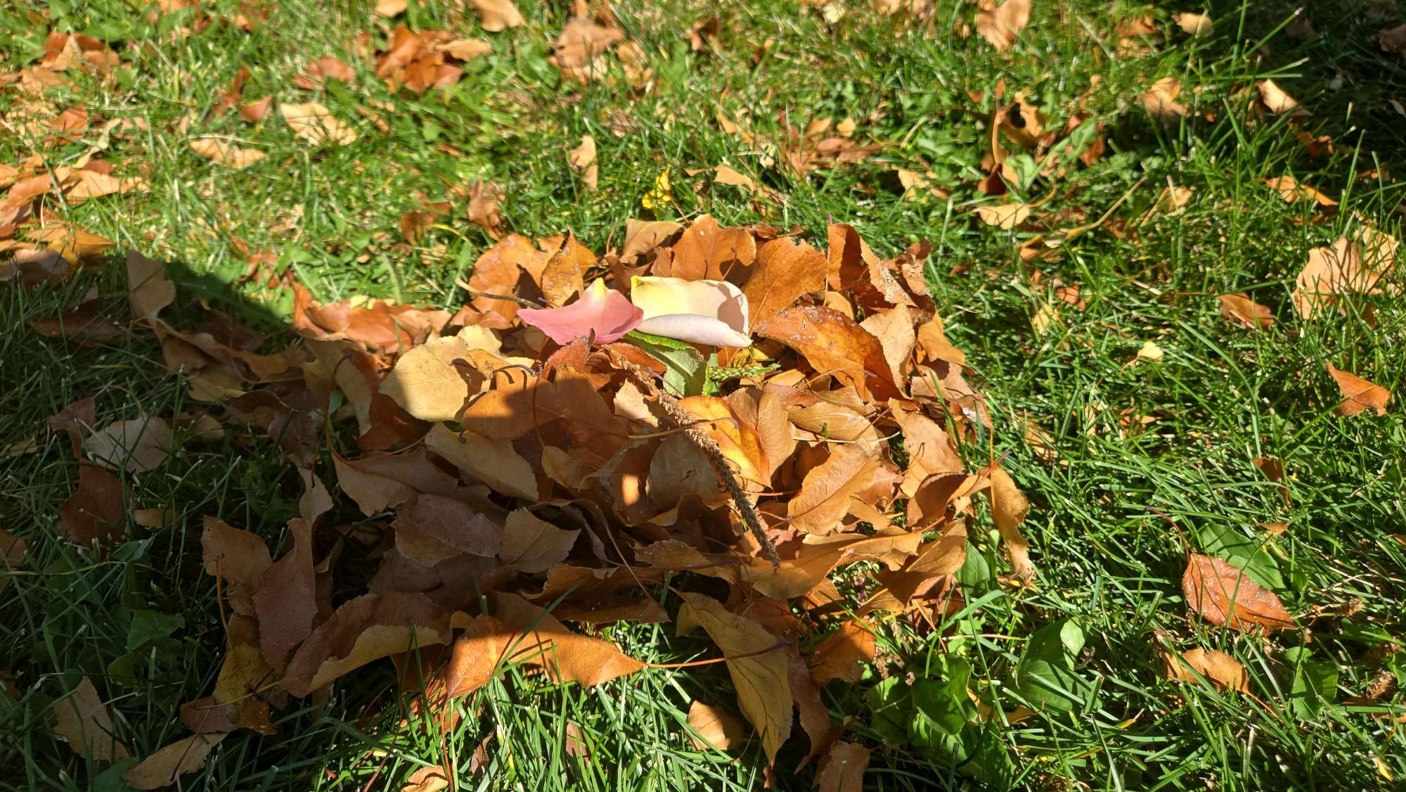 Zdjęcia polowania na padlinożerców na Uniwersytecie w Denver