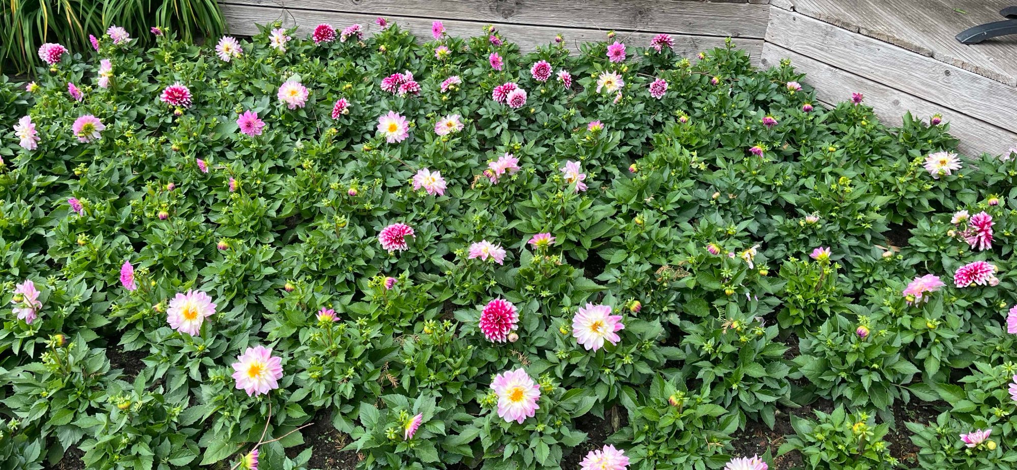 Hamburg Scavenger Hunt scavenger hunt photos