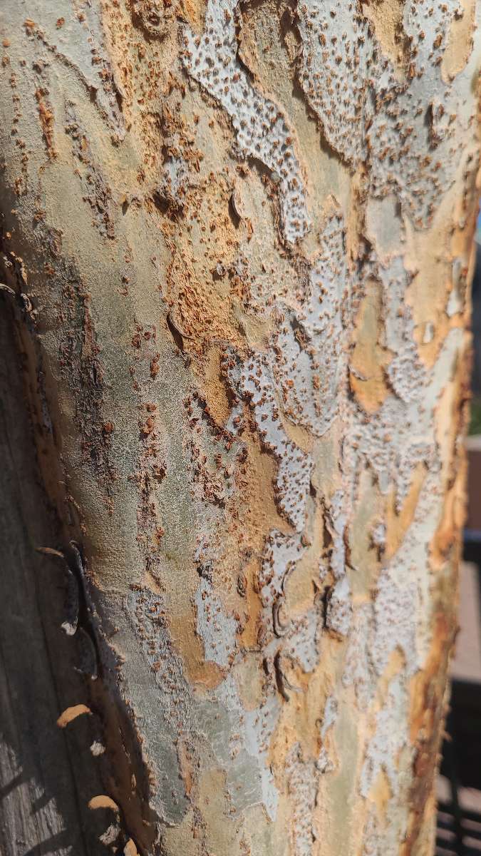 Fotografii de la V&acirc;n&abreve;toarea de Comori din Centrul Orașului Phoenix