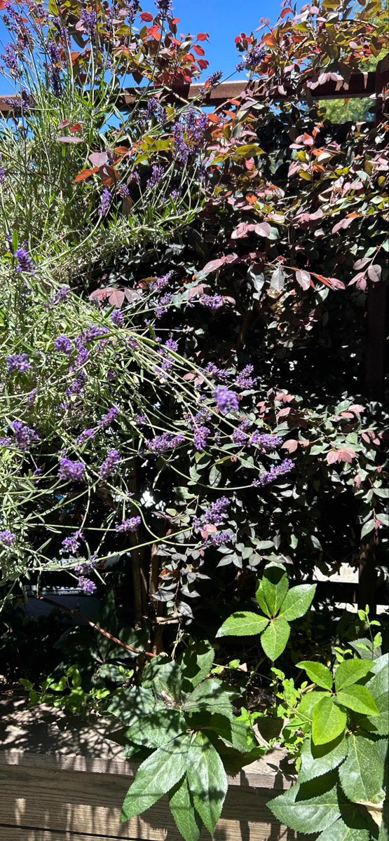 Foto della caccia al tesoro a Nevada City California