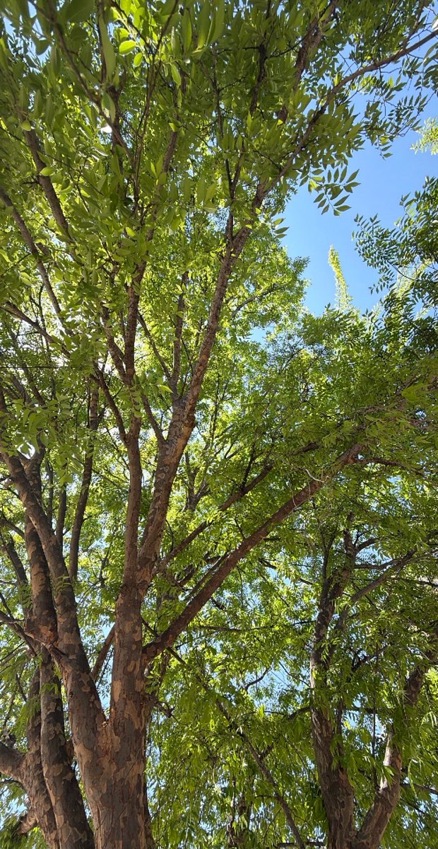 Rockwall Skattejagt skattejagt fotos