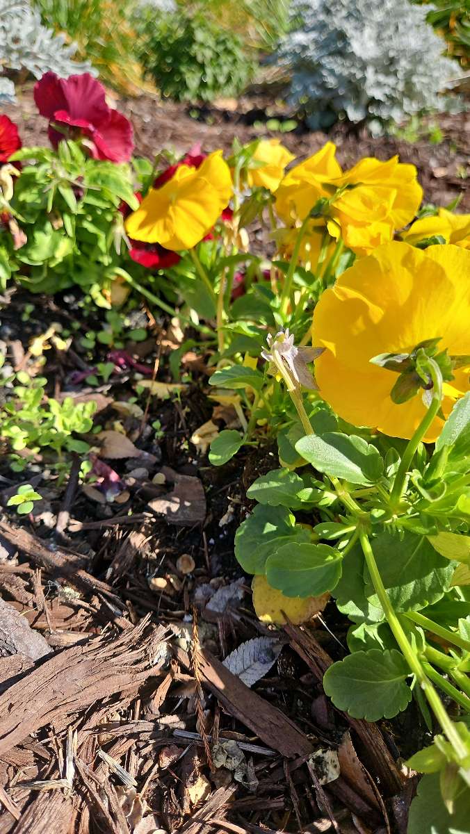 V&acirc;n&abreve;toare de fantome &icirc;n Augusta&comma; Georgia&comma; fotografii