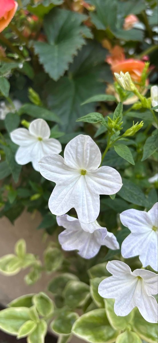 Pop Culture: Good Will Hunting Movie Film Locations Scavenger Hunt scavenger hunt photos