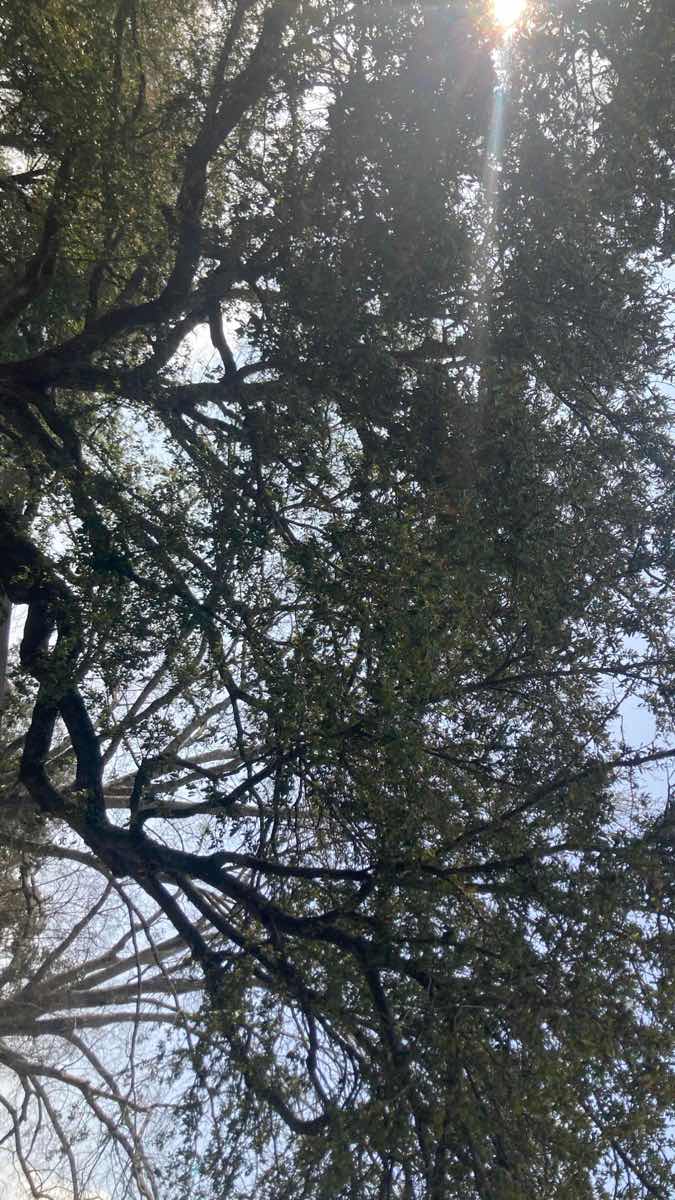 Fotky z Tomball Scavenger Hunt